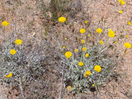 Roadside Flowers.